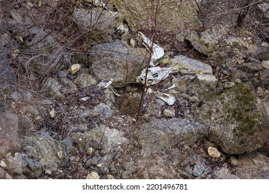 Bones And Skulls Of Animals That Fell Off A Cliff Onto Rocks. Creepy Hiking Trails. Background With Selective Focus And Copy Space For Text