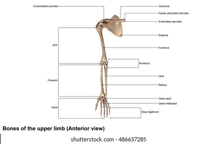 Clavicle Bone Stock Images, Royalty-Free Images & Vectors ...
Upper Extremity Bones Unlabeled
