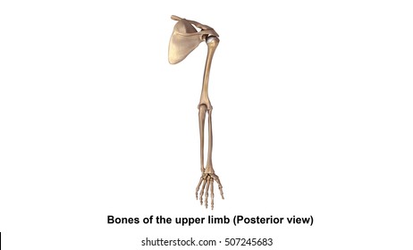 Clavicle Bone Stock Images, Royalty-Free Images & Vectors ...
Upper Extremity Bones Unlabeled