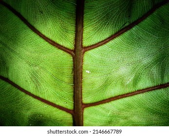 The Bones And Veins On The Red Taro Leaf Form A Certain Pattern. Photographed At Night