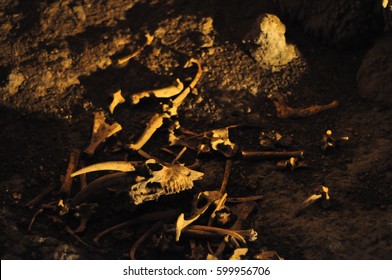 Bones In The Waitomo Caves, New Zealand