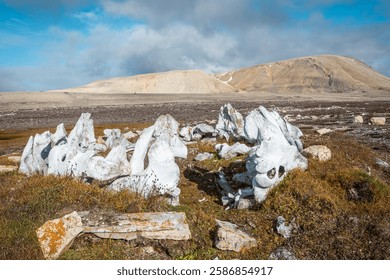 The bones of the wale, archaeological site include Thule encampments and Dorset settlements, tundra landscape. Creswell Bay, Somerset island, Nunavut, Canadian Arctic