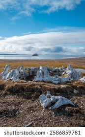 The bones of the wale, archaeological site include Thule encampments and Dorset settlements, tundra landscape. Creswell Bay, Somerset island, Nunavut, Canadian Arctic, vertical format