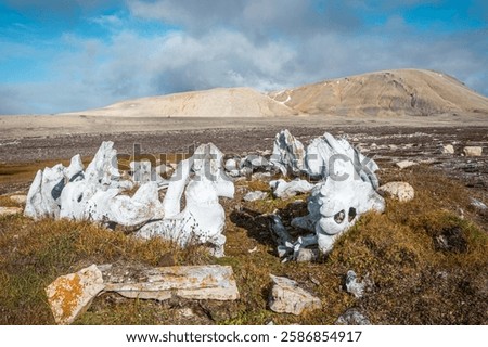 The bones of the wale, archaeological site include Thule encampments and Dorset settlements, tundra landscape. Creswell Bay, Somerset island, Nunavut, Canadian Arctic