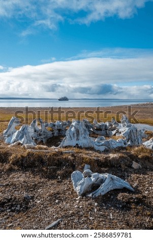 The bones of the wale, archaeological site include Thule encampments and Dorset settlements, tundra landscape. Creswell Bay, Somerset island, Nunavut, Canadian Arctic, vertical format