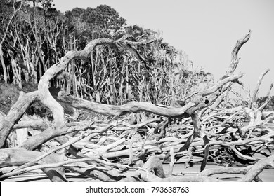 Boneyard Beach At Big Talbot Island, Florida