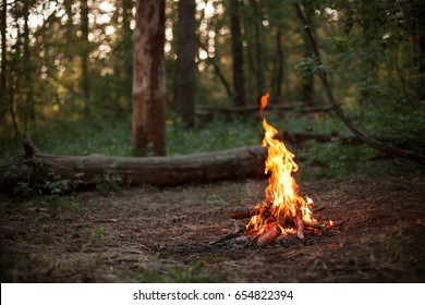 A Bonfire In A Pine Forest