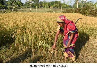 Bongaigaon, India. 17 November 2020. Woman Farmer Harvesting Rice Paddy In A Field, At A Village In Bongaigaon District Of Assam.