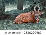 Bongo or African antelope, known for its unique horn shapes and bold stripes on its fur.