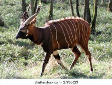 Bongo Antelope