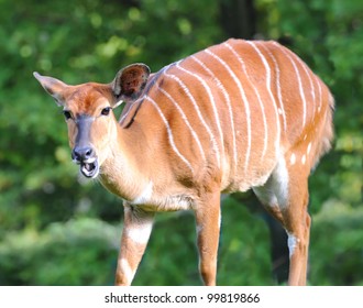 Bongo Antelope