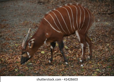 Bongo Antelope Grazing