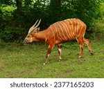 Bongo (antelope) on the green meadow