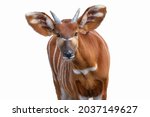 Bongo antelope staring directly at the camera cutout on white background