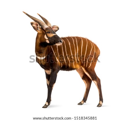 Bongo, antelope, Tragelaphus eurycerus standing against white background