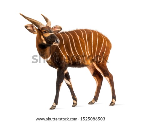 Bongo, antelope, Tragelaphus eurycerus standing against white background