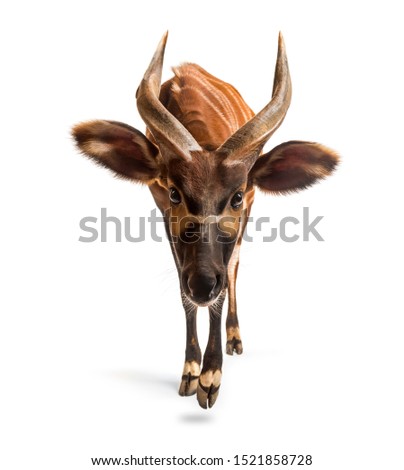 Bongo, antelope, Tragelaphus eurycerus walking against white background