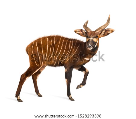 Bongo, antelope, Tragelaphus eurycerus walking against white background