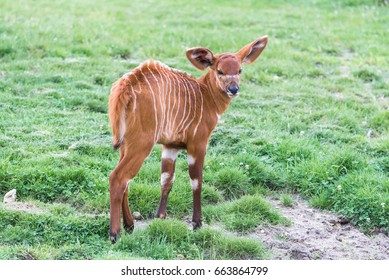 Bongo, Baby Antelope, Tragelaphus Eurycerus, Juvenile