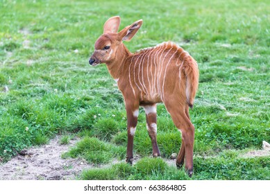 Bongo, Baby Antelope, Tragelaphus Eurycerus, Juvenile