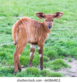 Bongo, Baby Antelope, Tragelaphus Eurycerus, Juvenile