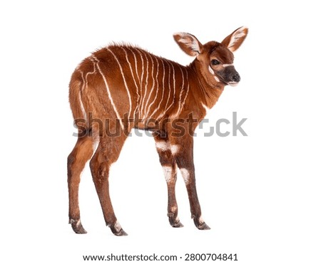 Bongo calf, tragelaphus eurycerus, one month old,  standing and looking on a white background
