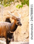Bongo de montaña (Tragelaphus eurycerus isaaci) bioparc valencia