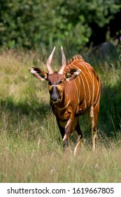 Bongo, Taurotragus Euryceros, Male On Grass