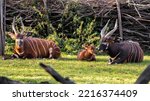 The bongo (Tragelaphus eurycerus) is a herbivorous, mostly nocturnal forest ungulate. Bongos are characterised by a striking reddish-brown coat, black and white markings. Family with baby.