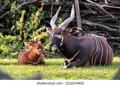 The bongo (Tragelaphus eurycerus) is a herbivorous, mostly nocturnal forest ungulate. Bongos are characterised by a striking reddish-brown coat, black and white markings. Family with baby.