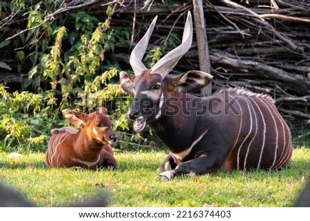 The bongo (Tragelaphus eurycerus) is a herbivorous, mostly nocturnal forest ungulate. Bongos are characterised by a striking reddish-brown coat, black and white markings. Family with baby.