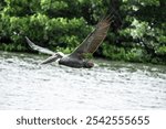 Bonita Springs, Florida, USA-March 10, 2023:  A Brown Pelican in flight over a pond in the Bonita Bay community. 