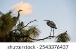 Bonita Springs, Florida, USA-November 9, 2024:  A pair of Great Blue Herons looking at each other while perched in a tree in the Bonita Bay community.  The birds frequent the tree and are there daily.