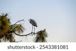 Bonita Springs, Florida, USA-November 9, 2024:  A Great Blue Heron perched in a tree on the side of a pond in the Bonita Bay community.  The bird is there almost every day.