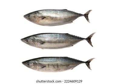 Bonito Fish On White Background