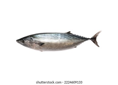 Bonito Fish On White Background