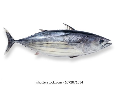 The Bonito, Isolated On The White Background