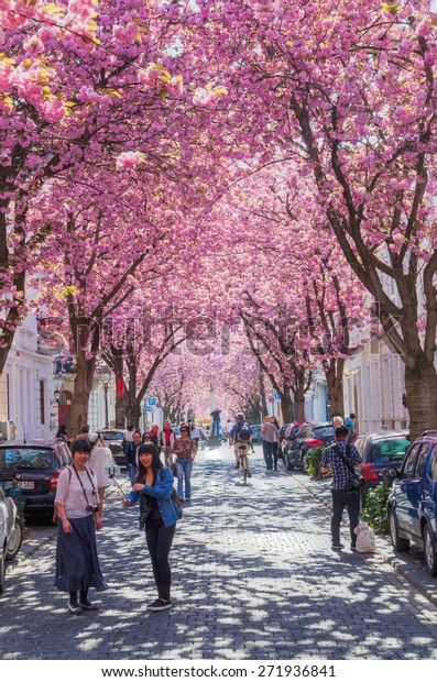 BONN,\
GERMANY - APRIL 21, 2015: cherry blossom in the old town of Bonn\
with unidentified people. On the ranking of the beautiest cherry\
blossom alleys in the world this one is on rank\
10.