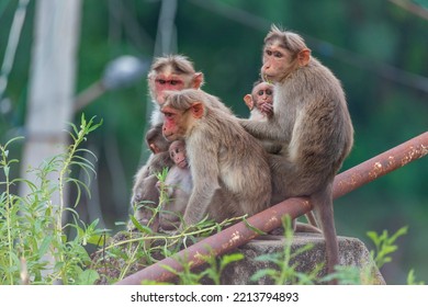 Bonnet macaque with family Macaca radiata