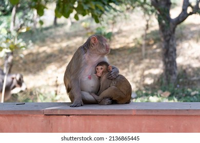 Bonnet Macaque Feeding Its Cub