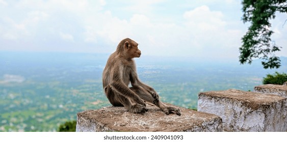 Bonnet macaque 
Location: Yelagiri, Tamilnadu, India (Known as the Ooty of the Poor)
Date: 31 July 2022
Kingdom: Animalia
Phylum: Chordata
Class: Mammalia
Order: Primates
Has religious significance 