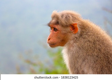 Bonnet Macaque Monkey On Hill Top