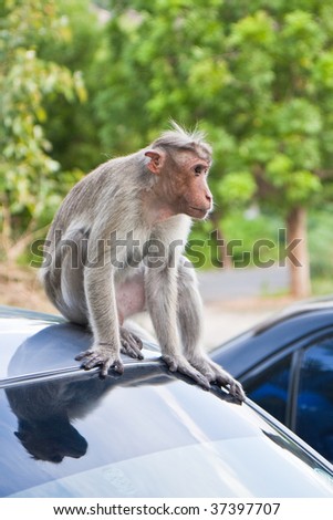 Bonnet Macaque on a Parked Car in Gingee, India.