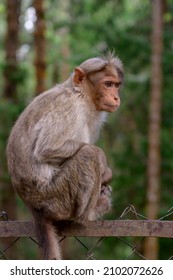 Bonnet Macaque At Ooty, Tamilnadu