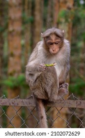 Bonnet Macaque At Ooty, Tamilnadu