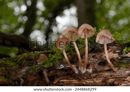 Bonnet mushrooms (Mycena sp.) growing from a rotting treestump in deciduous woodland, Gloucestershire, England, United Kingdom, Europe