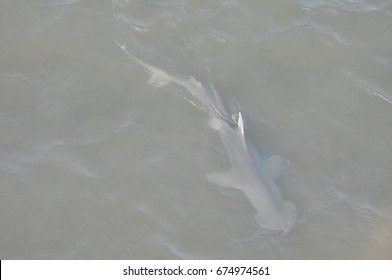 Bonnethead Shark