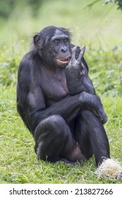 Bonobo