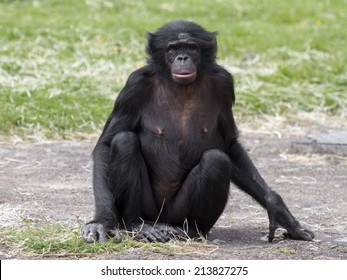 Bonobo