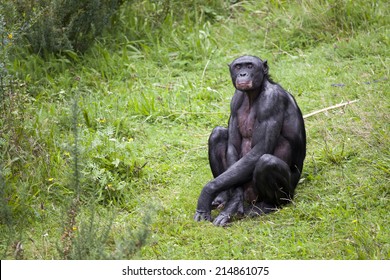 Bonobo